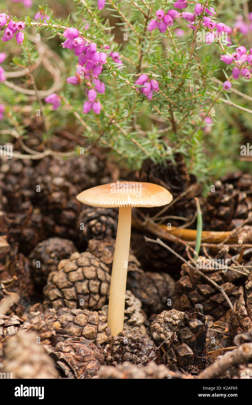 Grisette fauve, Amanita fulva. Heather Bell, Erica cinerea, le pin sylvestre de pins, Sussex, UK. En août. Banque D'Images