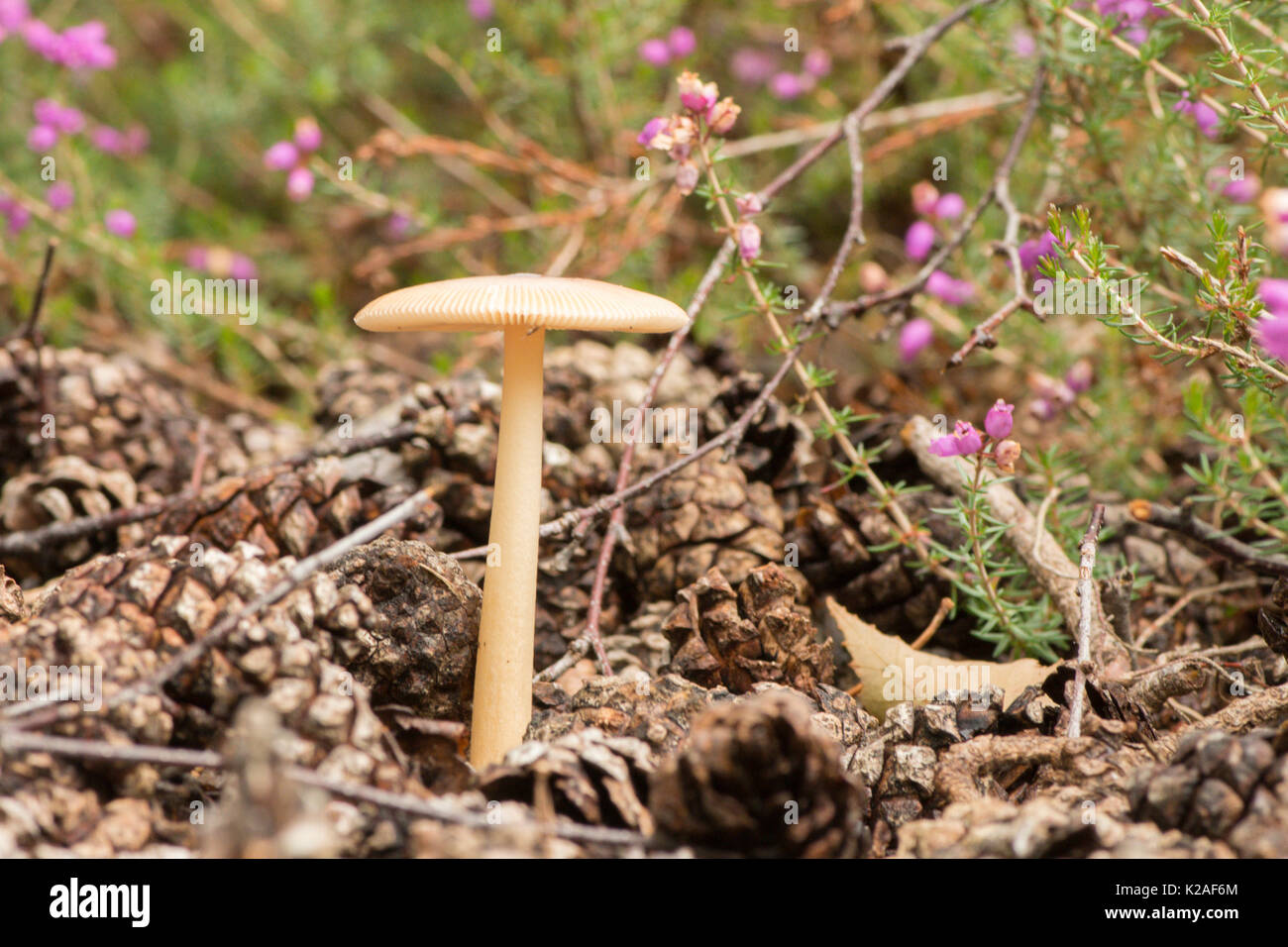 Grisette fauve, Amanita fulva. Heather Bell, Erica cinerea, le pin sylvestre de pins, Sussex, UK. En août. Banque D'Images