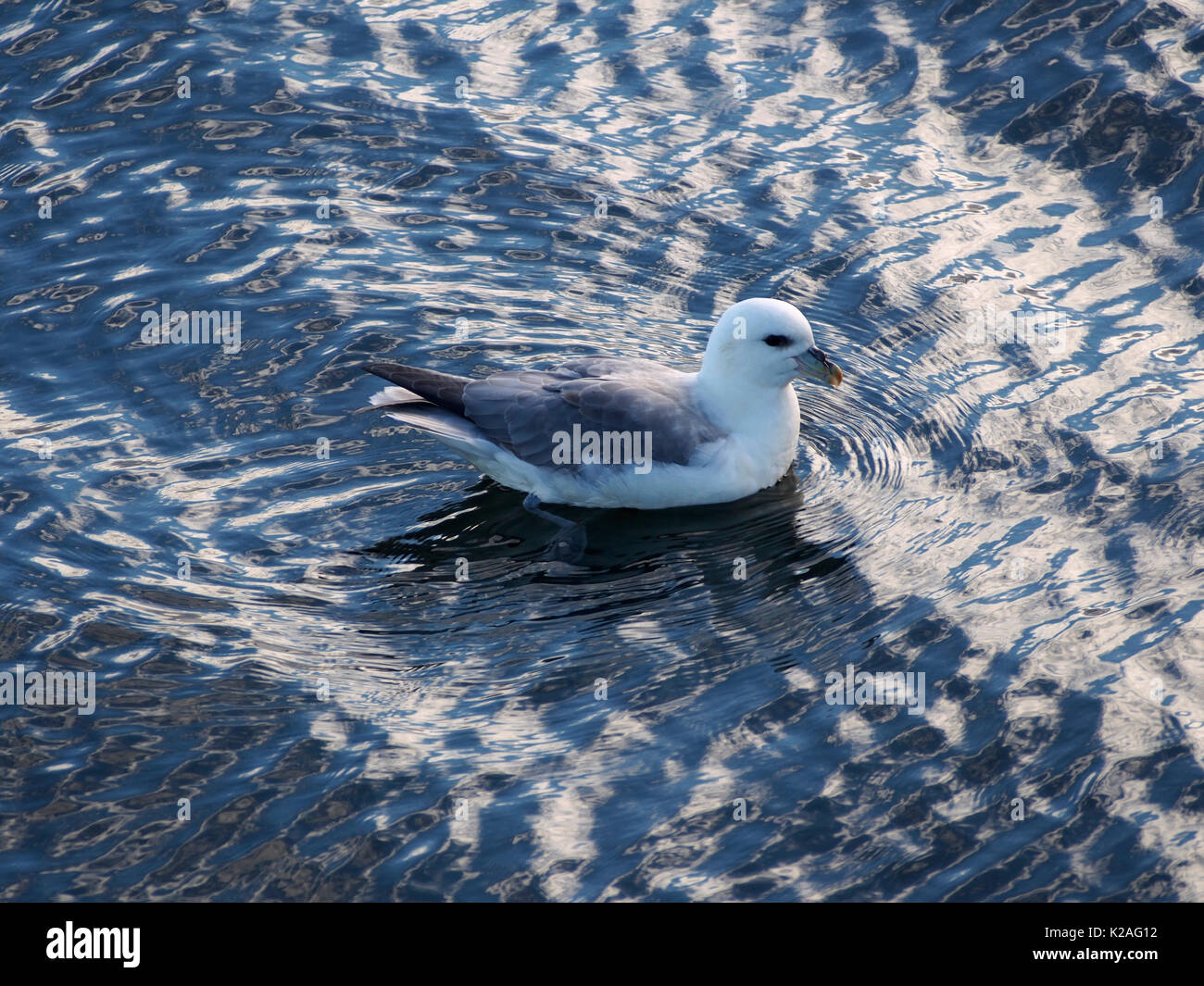 Drangsnes, Fulmar, Strandir, Islande Banque D'Images