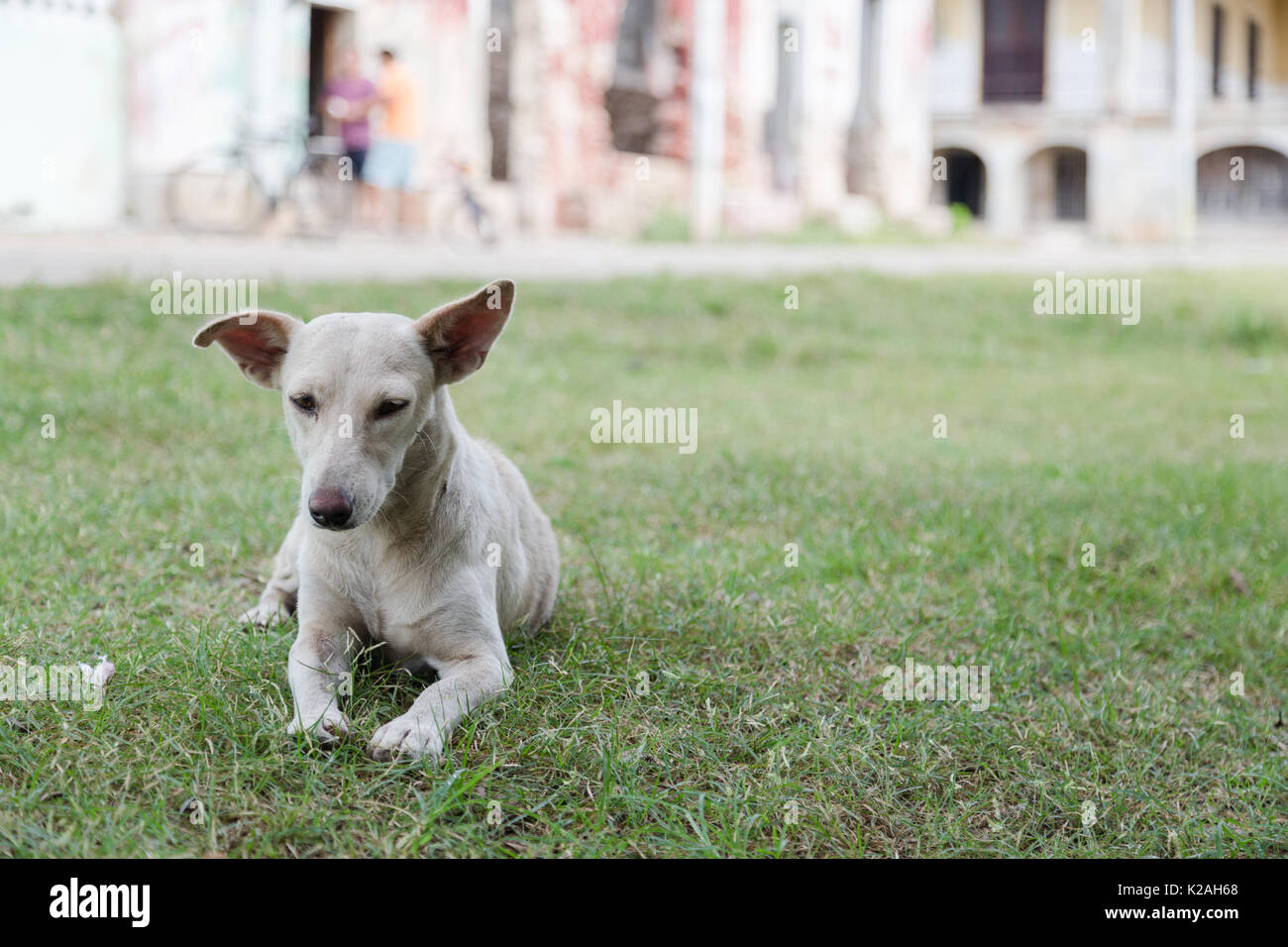 Un chien local passe ses après-midi sur le sol herbeux d'Hacienda Yaxcopoil, Yxcopoil, Yucatan, Mexique. Banque D'Images