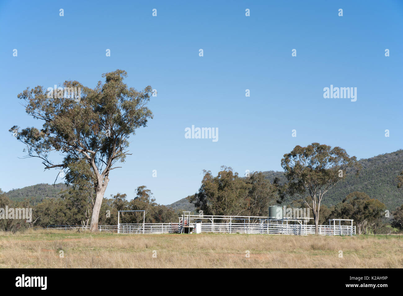 Chantiers bovins australiens sur une ferme du nord de la Nouvelle-Galles du Sud. Banque D'Images