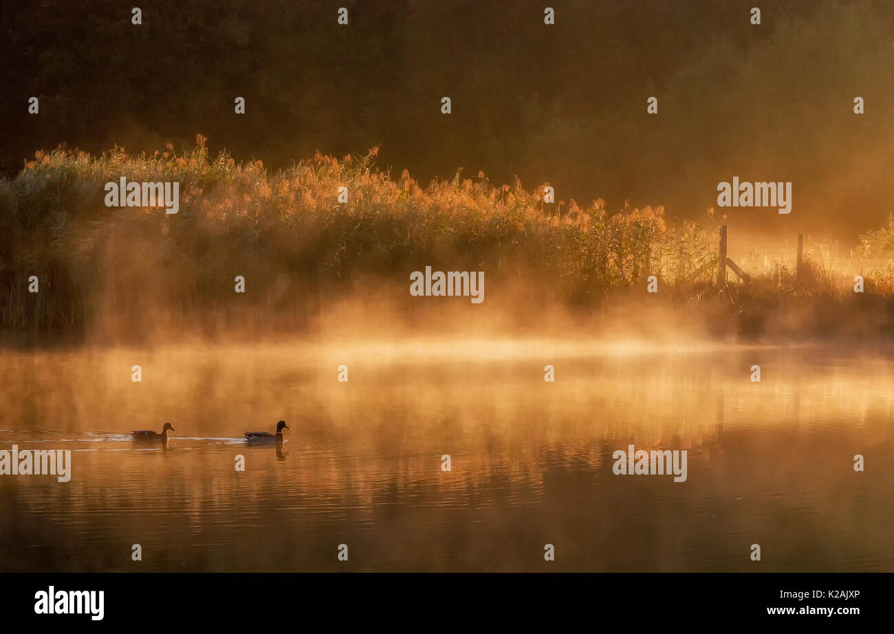 Un Canard colvert mâle et femelle au lever du soleil sur un lac brumeux Banque D'Images