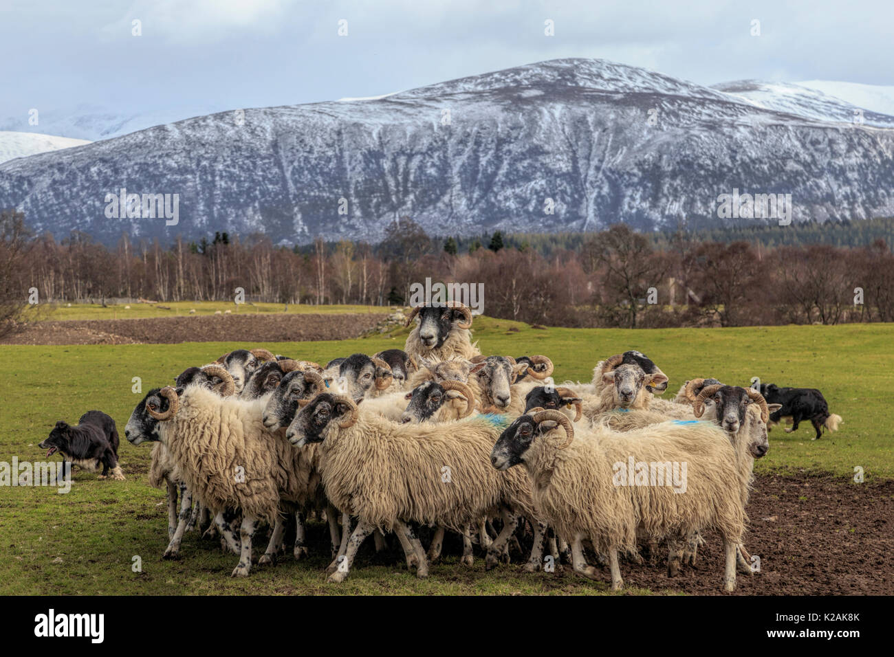 Avec démonstration de berger Border Collie ( Canis lupus familiaris ) un certain nombre de troupeaux de moutons Blackface écossais, le Kincraig, Ecosse, Royaume-Uni. Banque D'Images