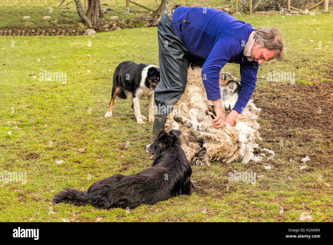 Éleveur de donner une démonstration en coupant la laine polaire d'une Scottish Blackface moutons sur Leault ferme, le Kincraig, Ecosse, Royaume-Uni. Banque D'Images