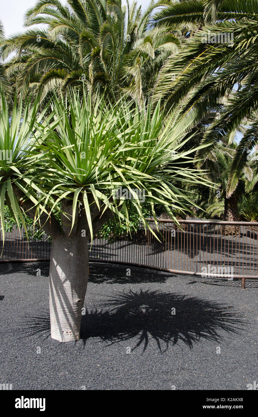 Arbre d'aloès et de palmier dans le gravier Banque D'Images