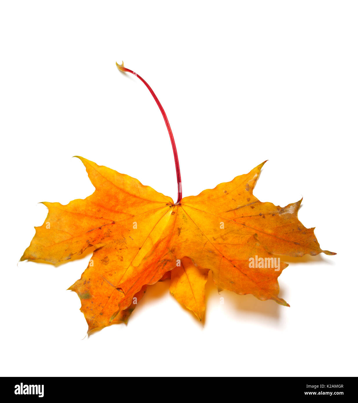 Automne feuilles d'érable jaune isolé sur fond blanc Banque D'Images