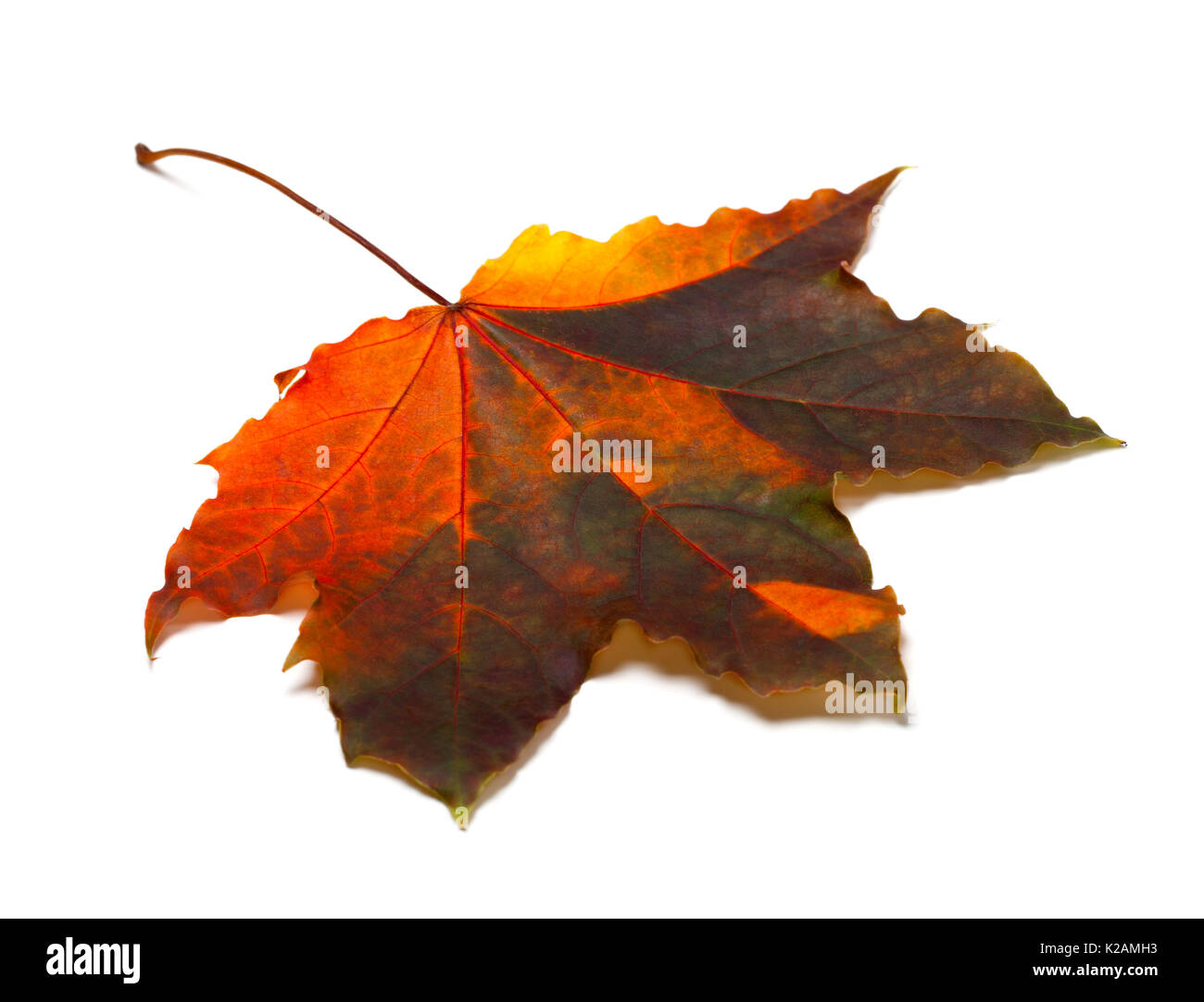 Multicolor automne feuille d'érable. Isolé sur fond blanc. Banque D'Images