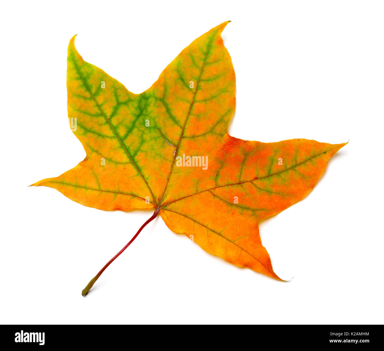Autumn orange feuille d'érable verte avec des stries. Isolé sur fond blanc. Banque D'Images