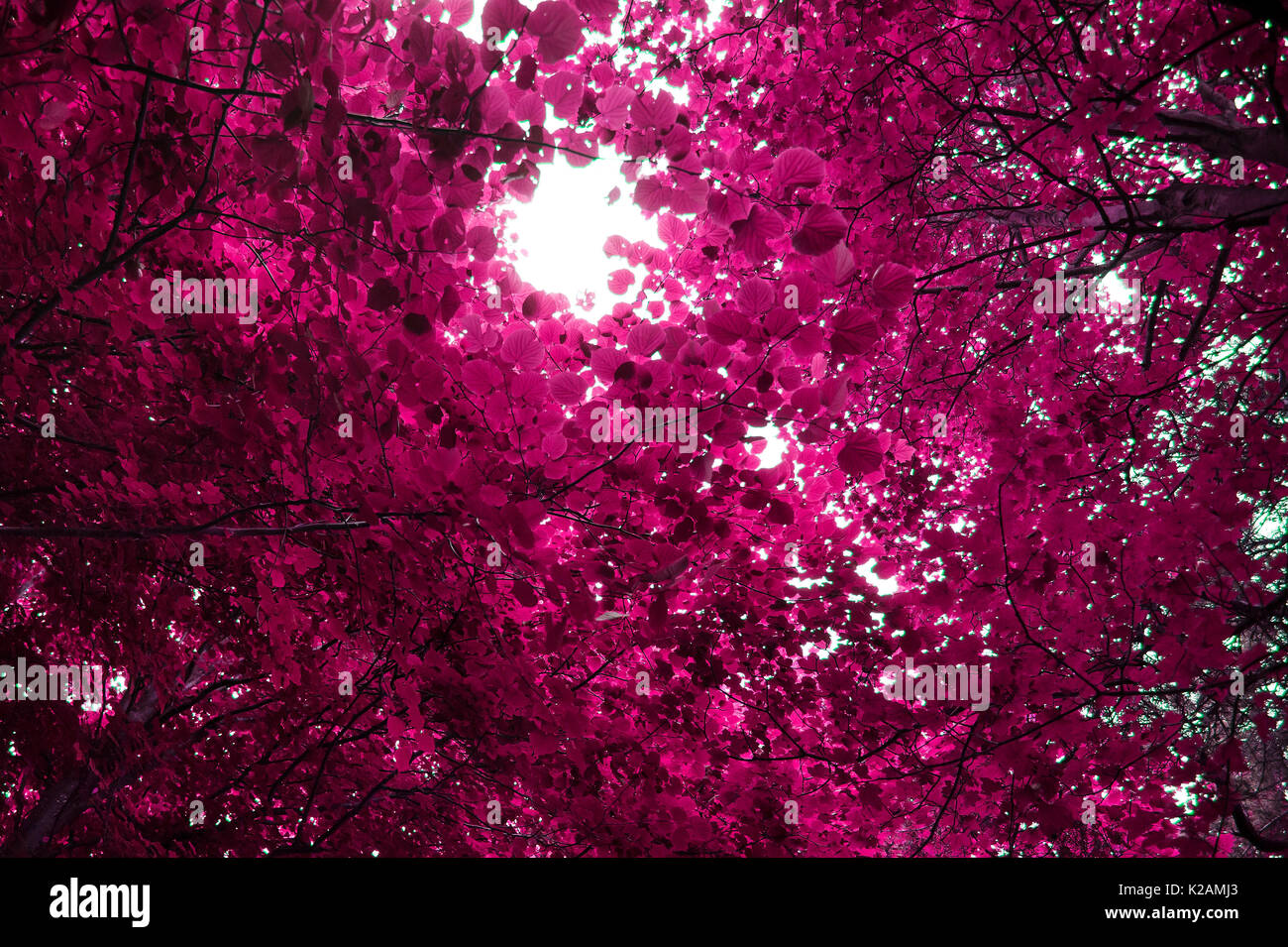 Feuilles en rose trippy tunnel. Banque D'Images Feuilles en rose trippy tunnel. Banque D'Images
