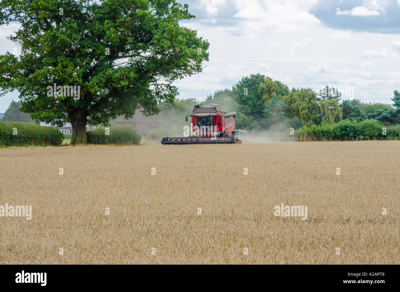 Une moissonneuse-batteuse Massey Ferguson la récolte du blé dans un champ. Banque D'Images