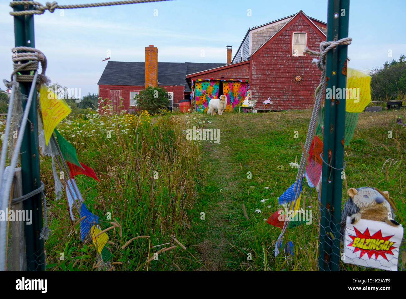 USA Maine moi île Monhegan un chien monte la garde à son domicile sur une colline Banque D'Images