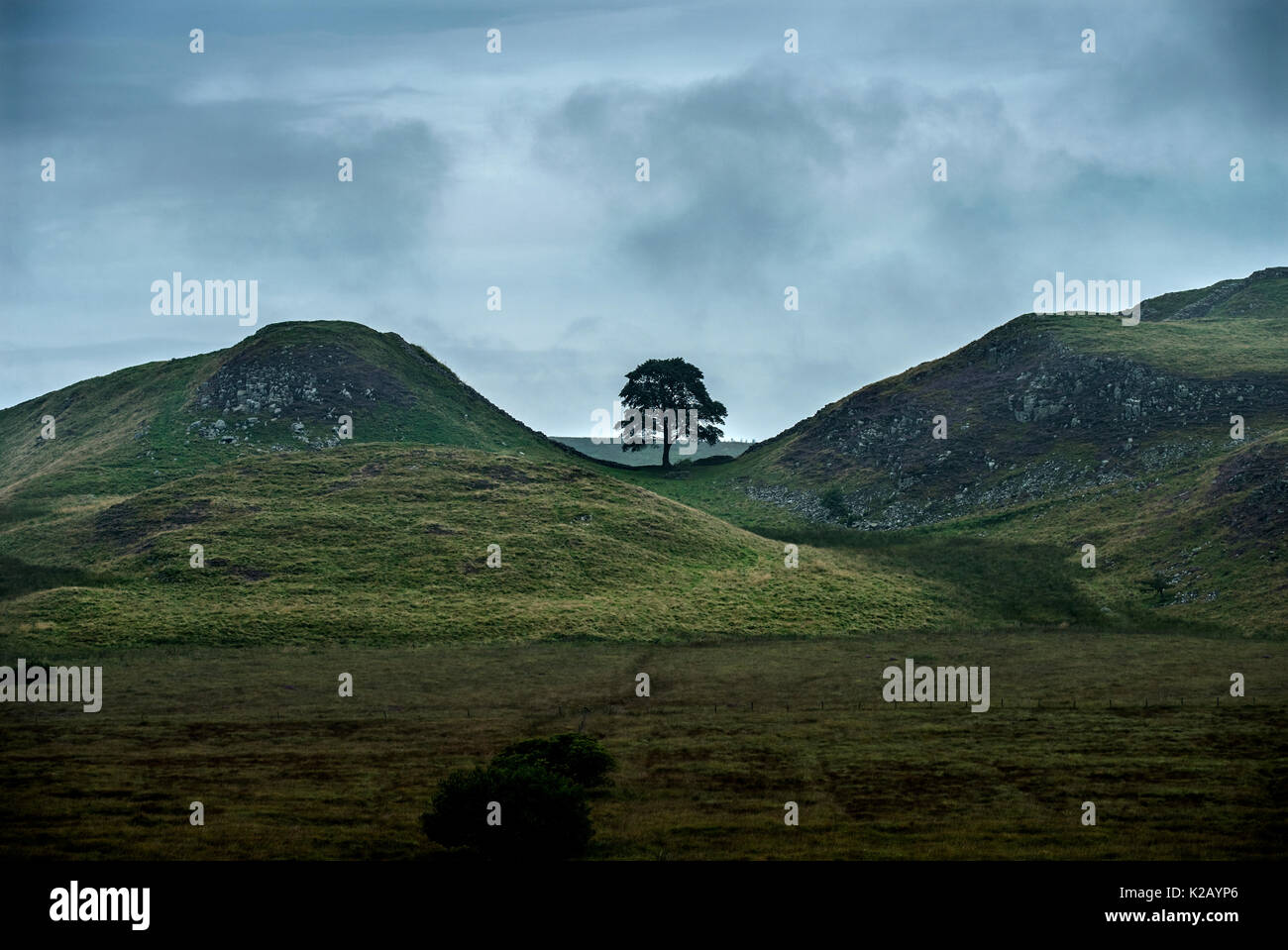 Mur d'Hadrien, Northumberland, Angleterre. Août 2017 Sycamore Gap Wikipedia : Mur d'Hadrien (Latin : Vallum Aelium), également appelé le Mur Romain, Pictes Banque D'Images