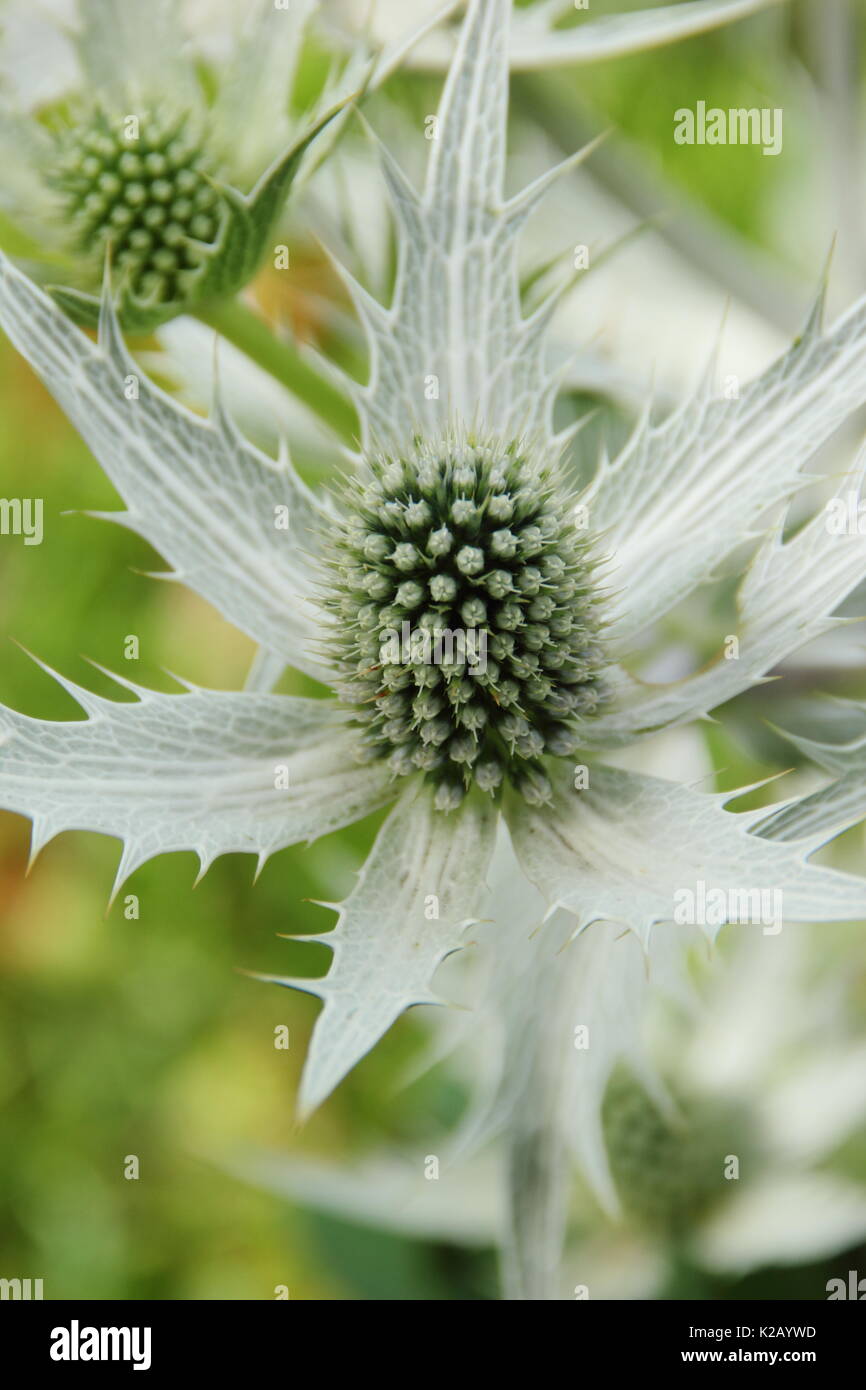 Les fleurs piquantes blanc argenté de Eryngium giganteum 'Silver Ghost' dans la frontière d'un jardin anglais en été (juillet),UK Banque D'Images