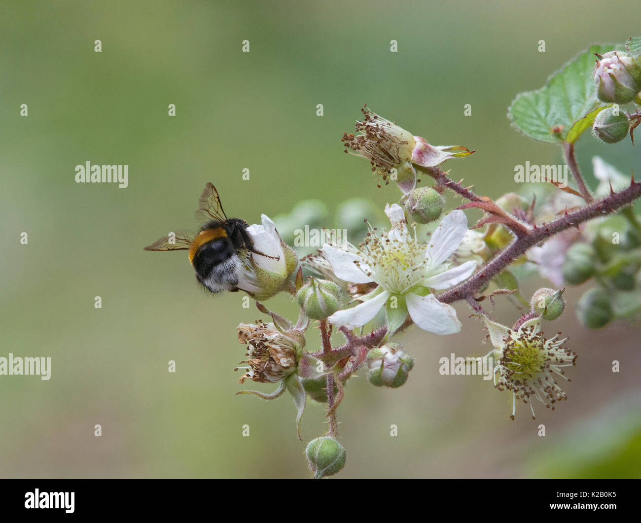 Buff-queue, bourdon Bombus terrestris, la collecte de nectar sur blackberry bush flower, Rubus fruticosus, Lancashire, UK Banque D'Images