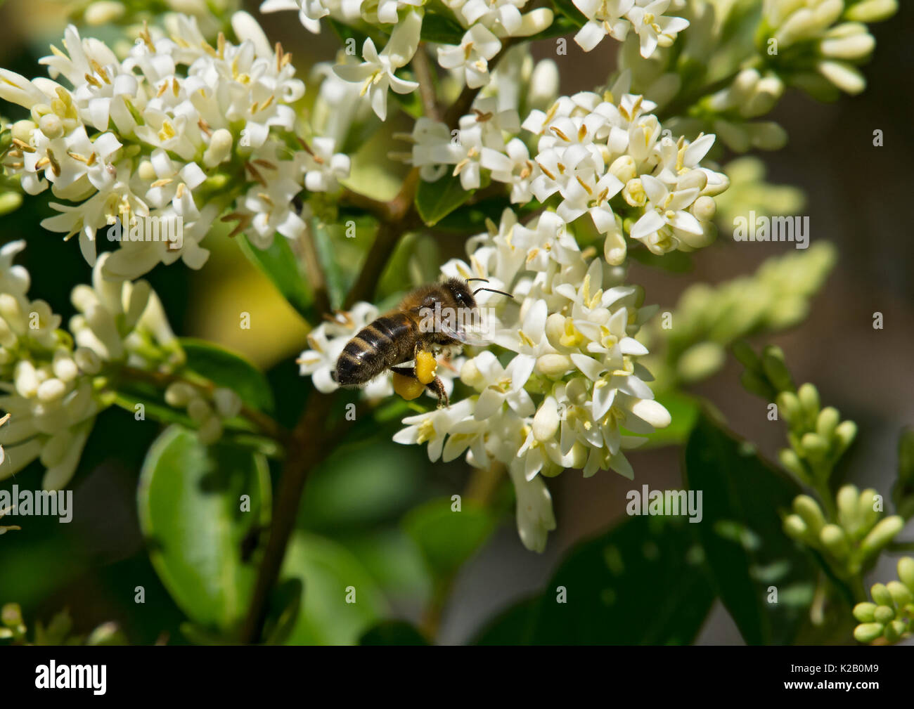 L'abeille européenne, Apis mellifera, se nourrissant de fleurs de troènes avec plein sacs polliniques, Carmarthenshire, Pays de Galles Banque D'Images