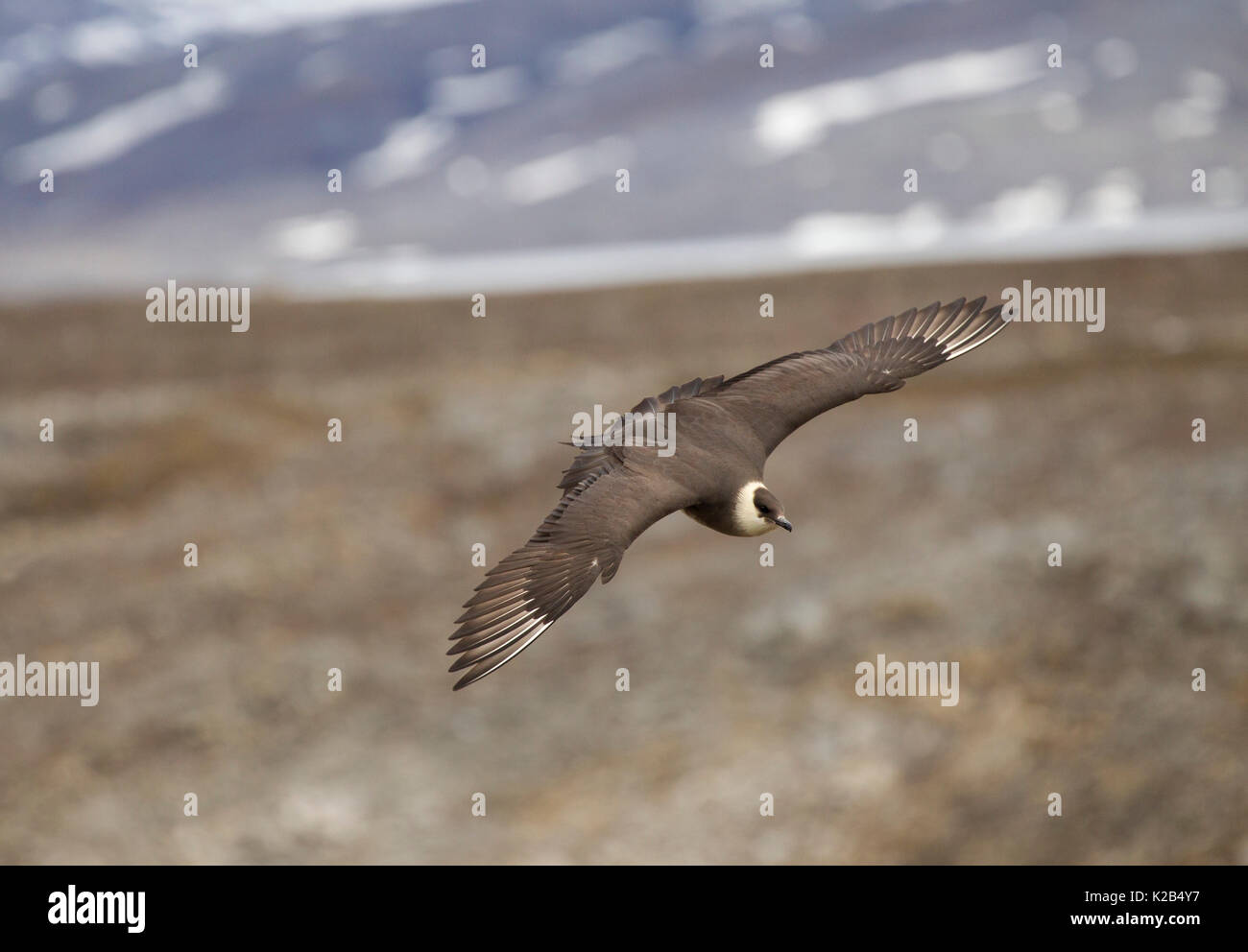 Labbe à longue queue Stercorarius longicaudus), en vol, seul adulte. Prise en Juin, Spitsbergen, Svalbard, Norvège Banque D'Images