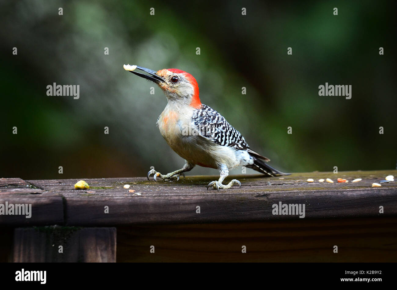 Red-Bellied Woodpecker Banque D'Images