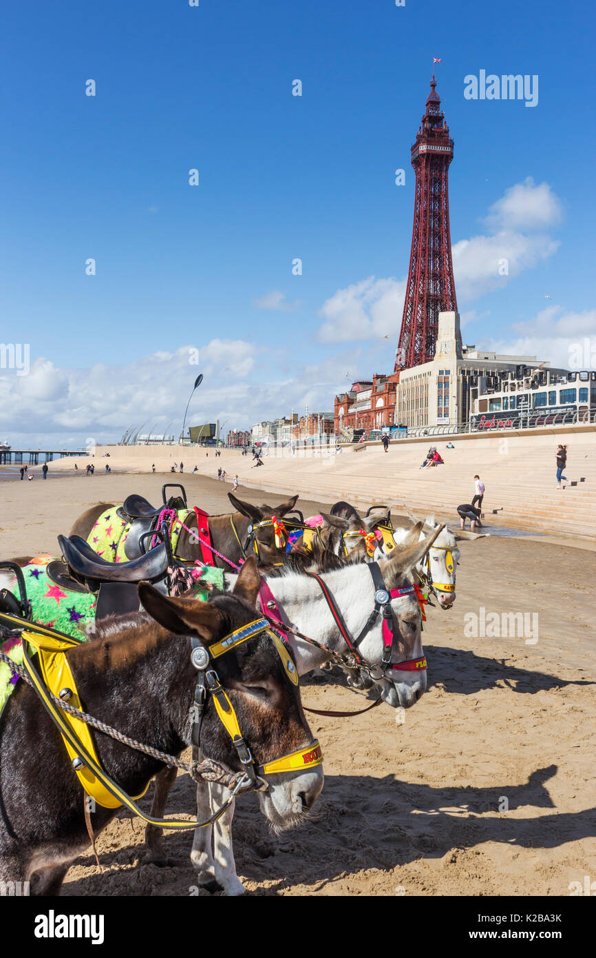 Blackpool, Fylde Coast, Lancashire, Angleterre. Des ânes sur la plage. La tour de Blackpool en arrière-plan. Ouvert le14 mai 1894 Banque D'Images