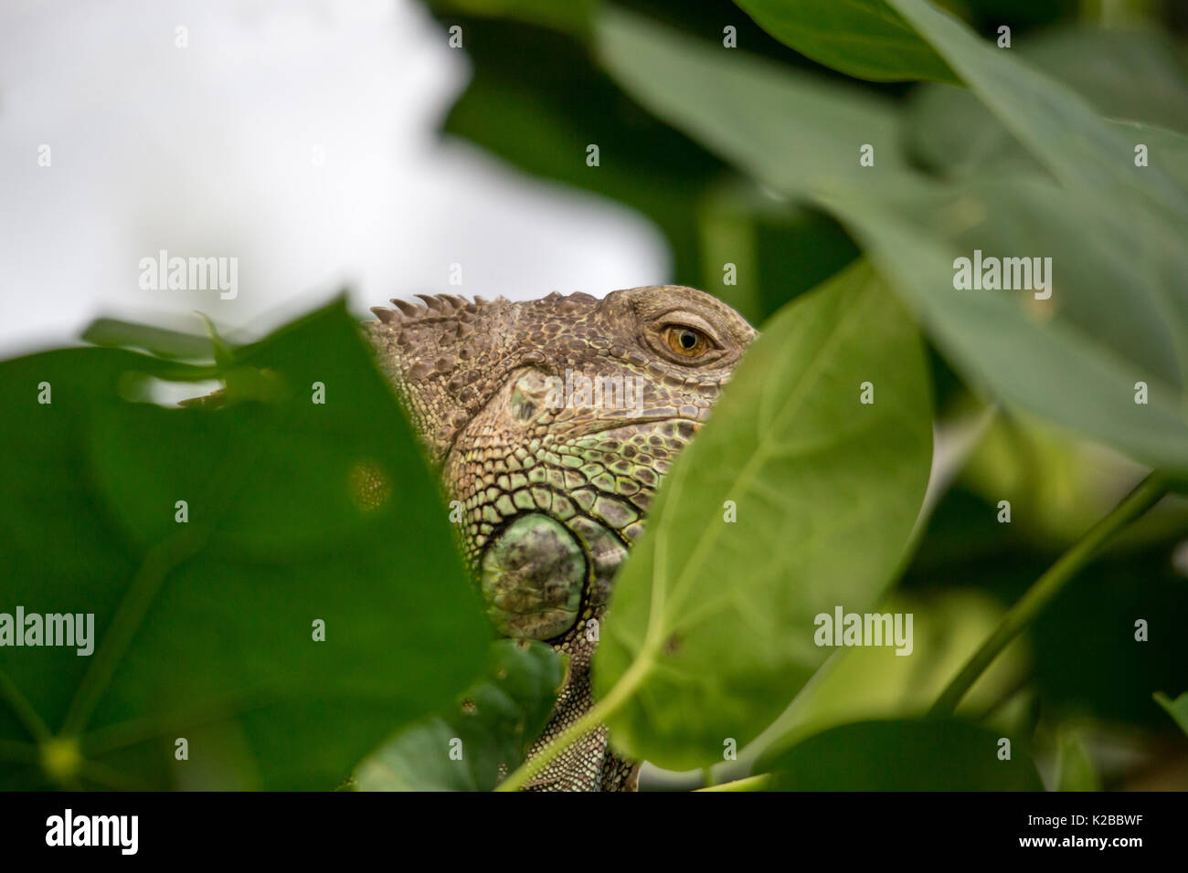 Iguane vert commun se cacher derrière Leafs, Rainforest Banque D'Images