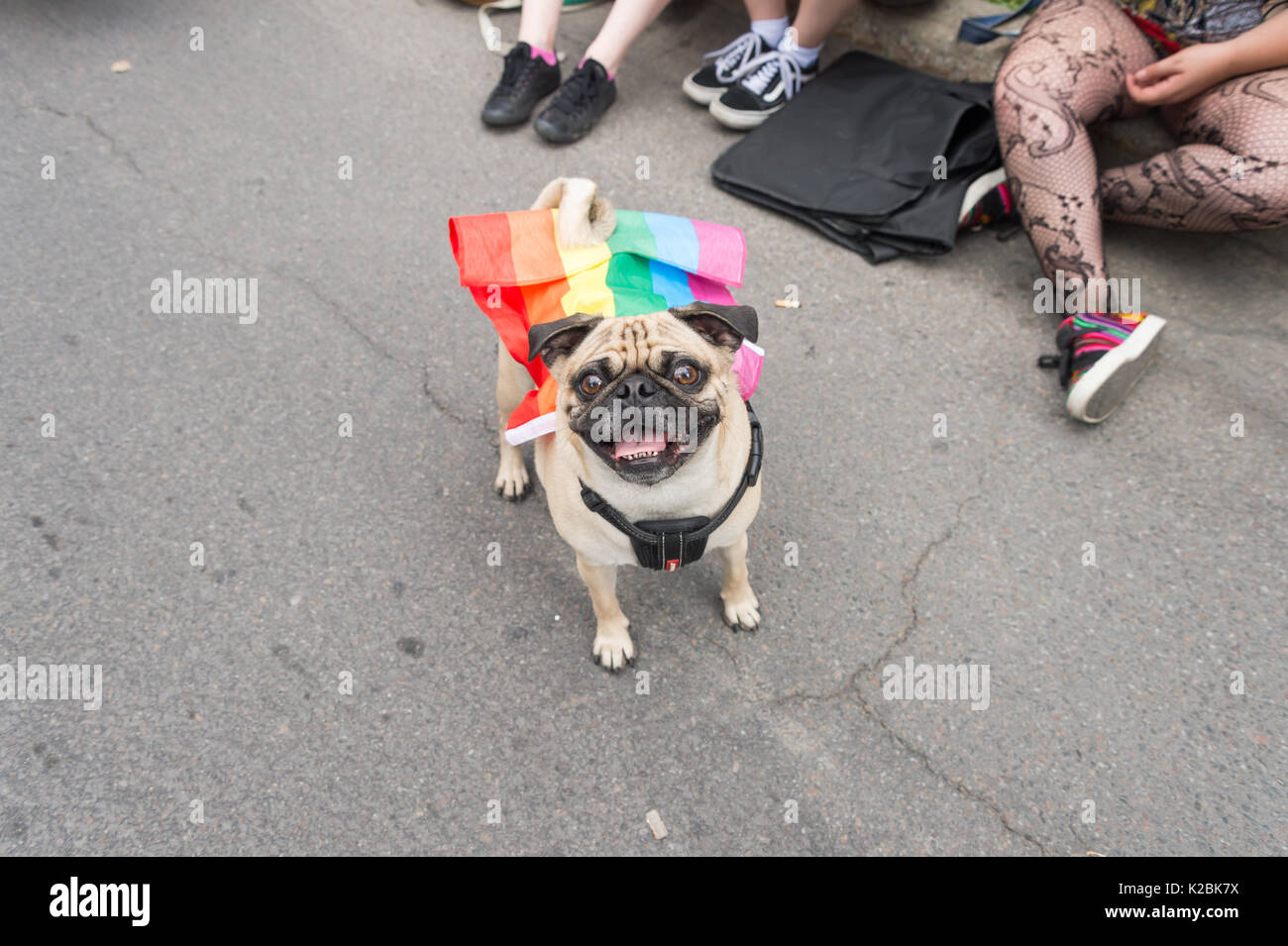 Montréal, le 20 août 2017 : Carlin chien avec un drapeau arc-en-ciel gay sur son dos à la parade de la fierté de Montréal Banque D'Images