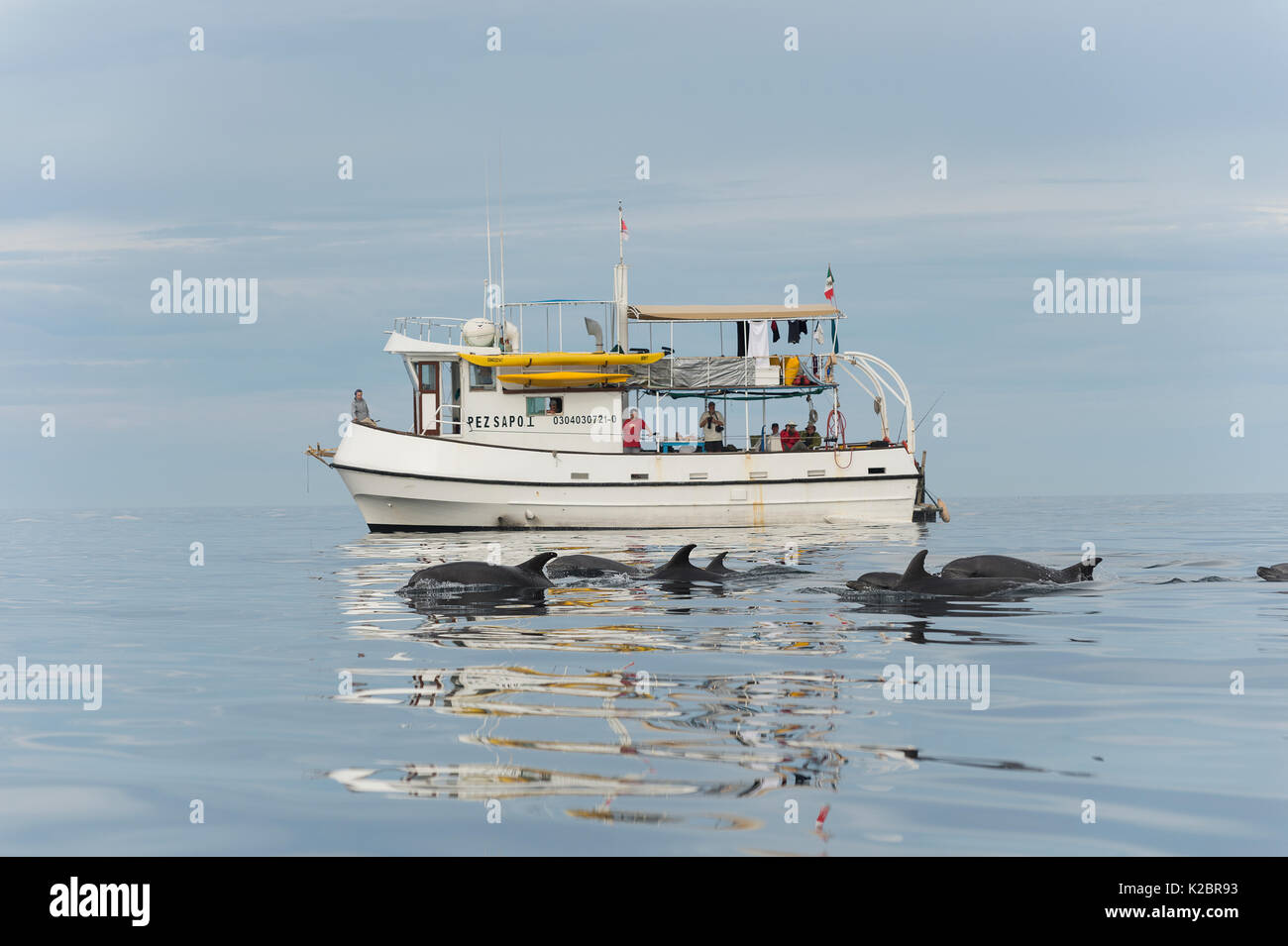 Les grands dauphins (Tursiops truncatus) en tournée aux côtés de la Baja Expeditions bateau, Golfe de Californie, au Mexique. Tous les non-usages de rédaction doivent être effacés individuellement. Banque D'Images