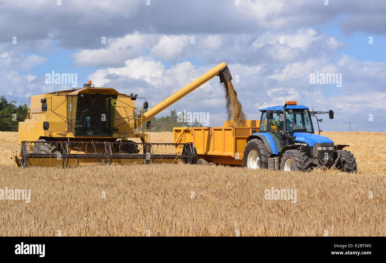 Le tracteur et la moissonneuse-batteuse New Holland Banque D'Images