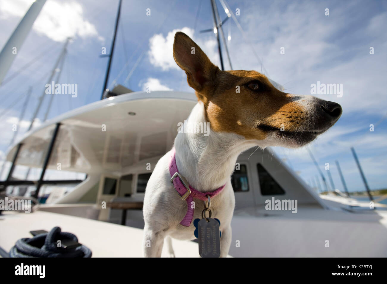 Chien Terrier 'Pickles' à bord d'Elvis, une canonnière à 60 Antigua Race Week à Antigua, dans les Caraïbes. Banque D'Images