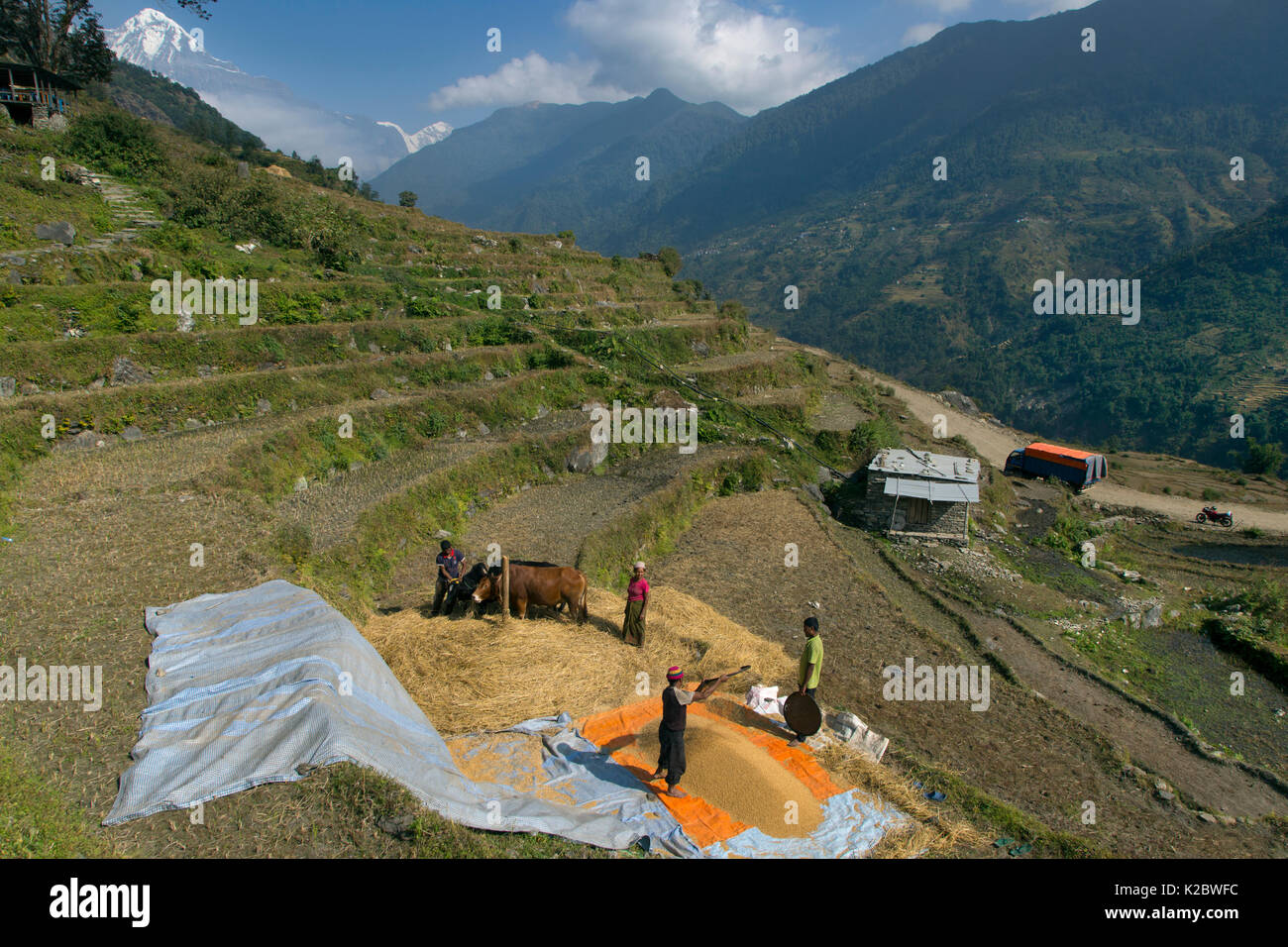 La récolte du blé aux agriculteurs le vannage sur les terrasses de la colline, près de village de montagne de Ghandruk, avec en toile de fond la montagne Annapurna, Modi Khola, vallée de l'Himalaya, au Népal. Novembre 2014. Banque D'Images