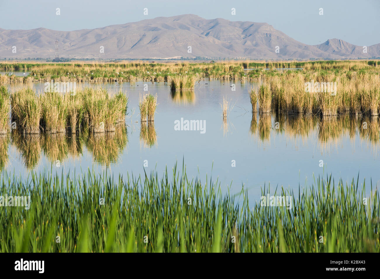 Armash étangs, une importante zone humide Ramsar, l'Arménie, mai. Banque D'Images