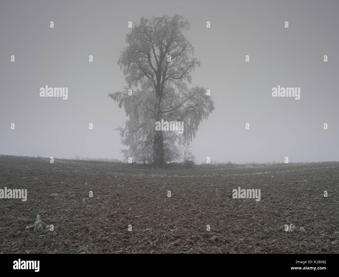 Livre blanc européen de l'orme (Ulmus laevis) couverts par le givre, Picardie, France, janvier. Banque D'Images