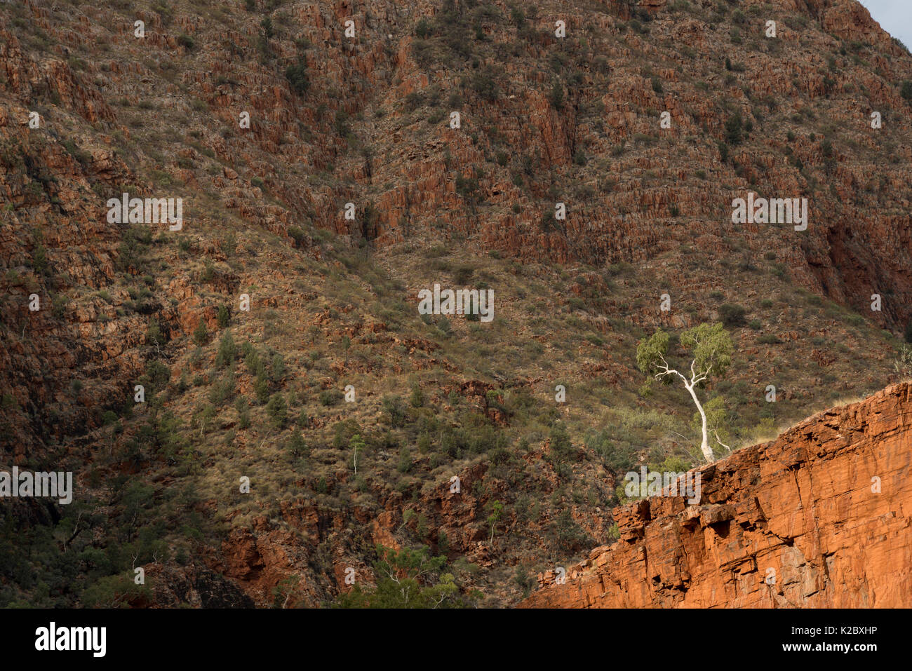 Red River gum tree (Eucalyptus camaldulensis) Redbank Gorge, West MacDonnell Ranges, Alice Springs, Territoire du Nord, Australie. Banque D'Images