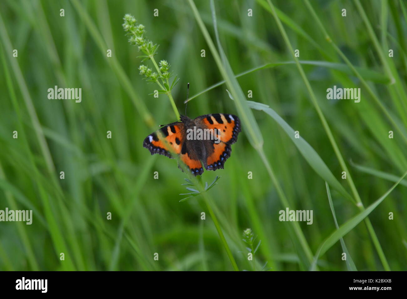 Papillon sur l'herbe Banque D'Images