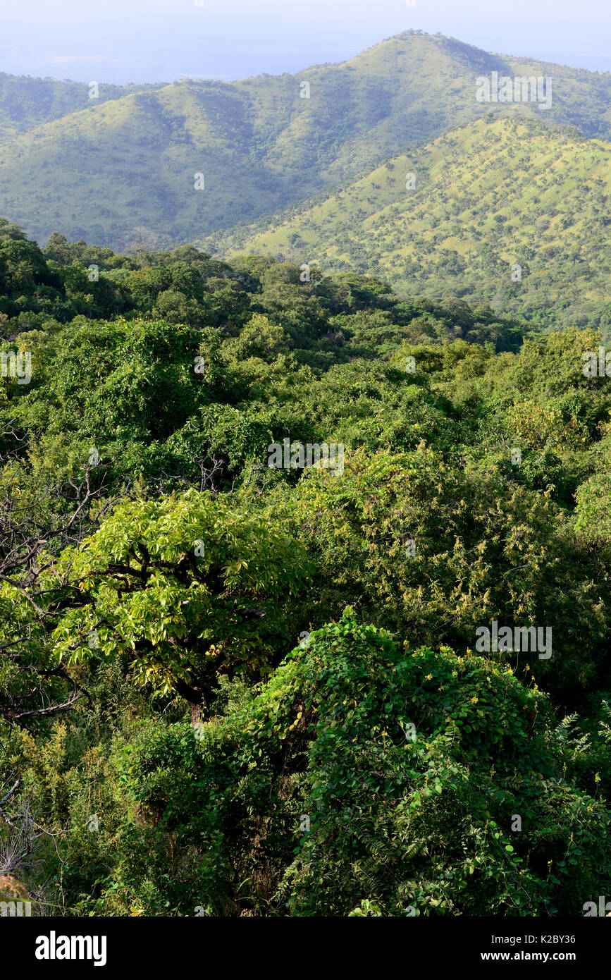 Paysage de forêt dans le Parc National de Mago. Au sud de la vallée de l'Omo. Territoire Mursi. L'Éthiopie, Novembre 2014 Banque D'Images