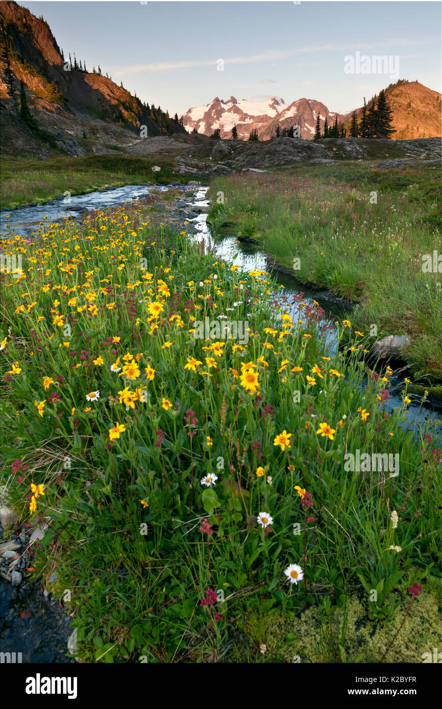 Fleurs sauvages le long d'un cours d'eau, bassin de ferry, le Mont Olympe, Bailey, Traverse, Olympic National Park, Washington, USA. En août. Banque D'Images
