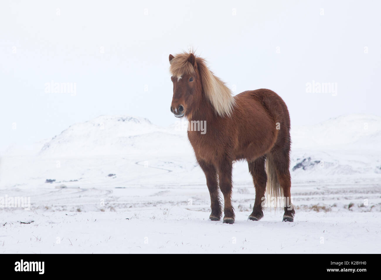 Cheval islandais en hiver, l'Islande. Mars. Banque D'Images