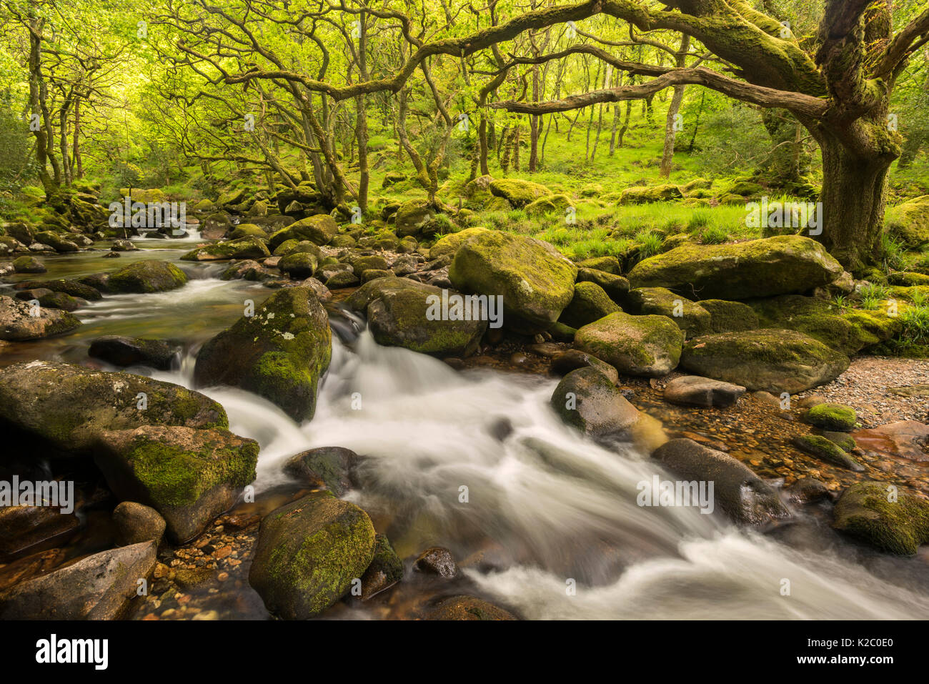 River qui coule par Dewerstone Plym rapide Bois, Shaugh avant, Dartmoor National Park, Devon, Angleterre, Royaume-Uni. Mai 2015. Banque D'Images
