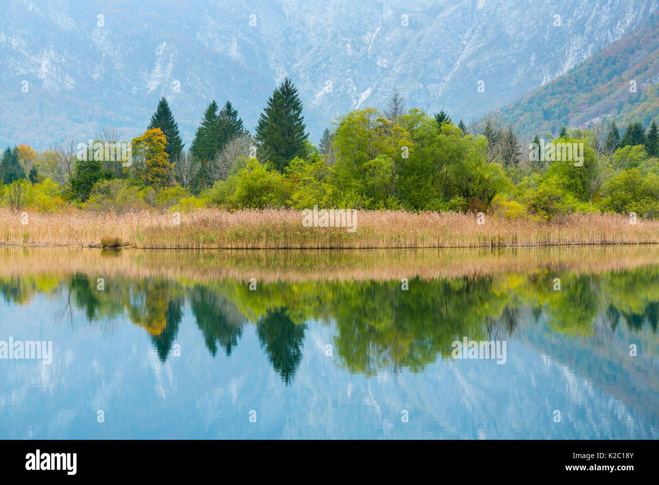 Woodland et roselière reflète dans le lac de Bohinj, parc national du Triglav, Alpes Juliennes, Bohinj, Slovénie, octobre 2014. Banque D'Images