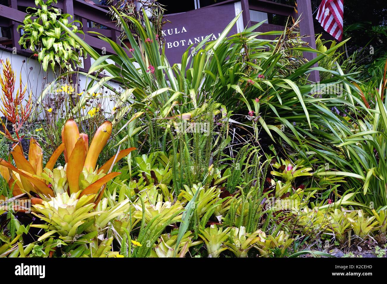Plantes colorées ornent le bâtiment d'accès à Kula Botanical Garden, Kula, Maui, Hawaii Banque D'Images
