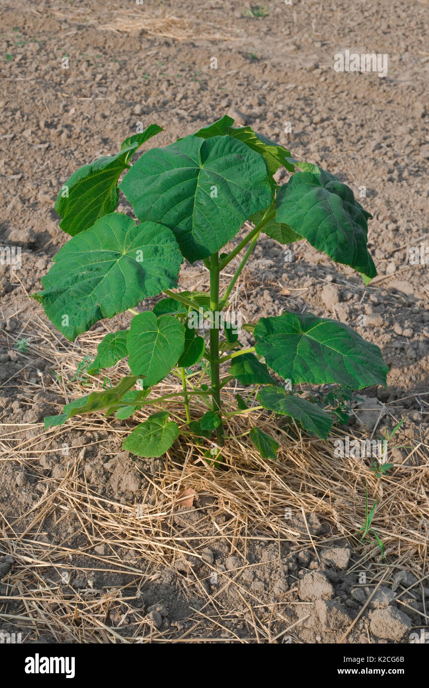 Arbre à croissance rapide de l'usine de paulownia Banque D'Images