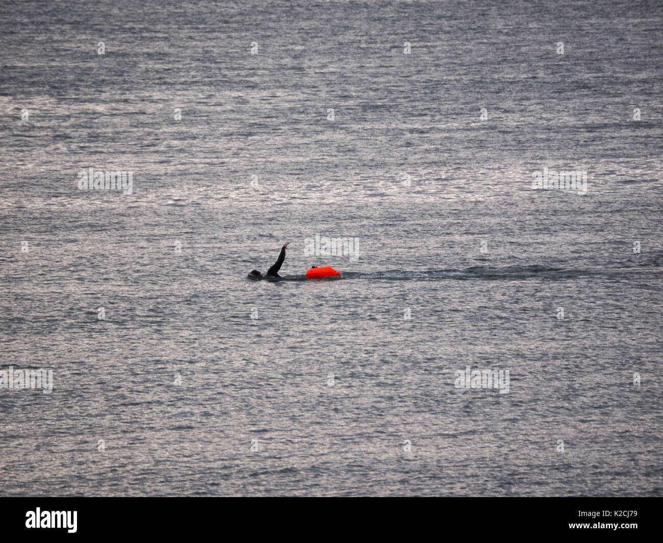 Un nageur natation le Solent mer en faisant glisser wetsuit bouée flottante orange vif pour baignade en mer réchauffement de la visibilité de la sécurité Banque D'Images