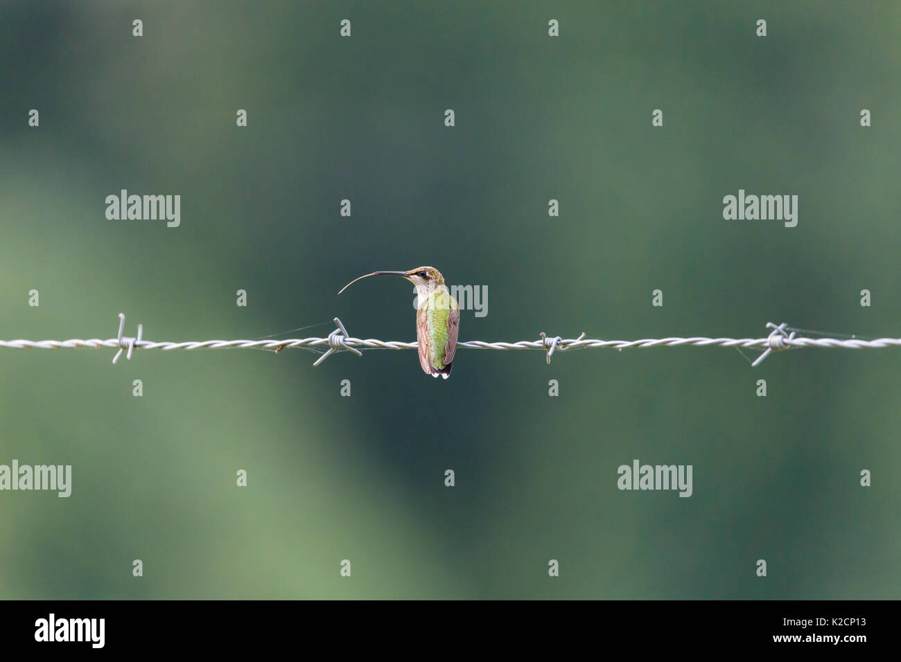 Un mâle immature, colibri à gorge rubis (Archilochus colubris, perché sur une clôture coller sa longue langue faisant face à la route et à gauche. Banque D'Images