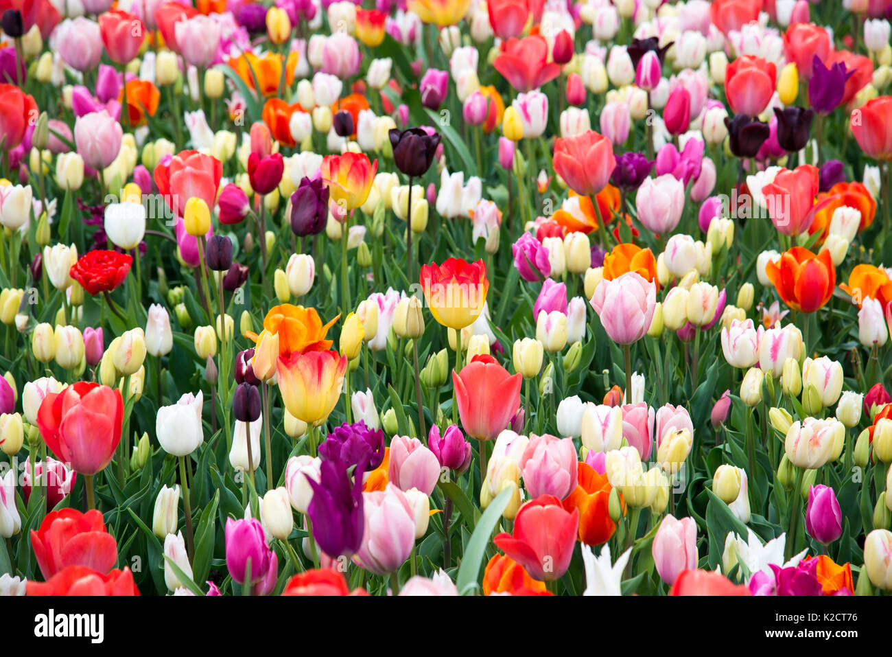 Fleurs à keukenhof park en Pays-Bas, europe. Banque D'Images