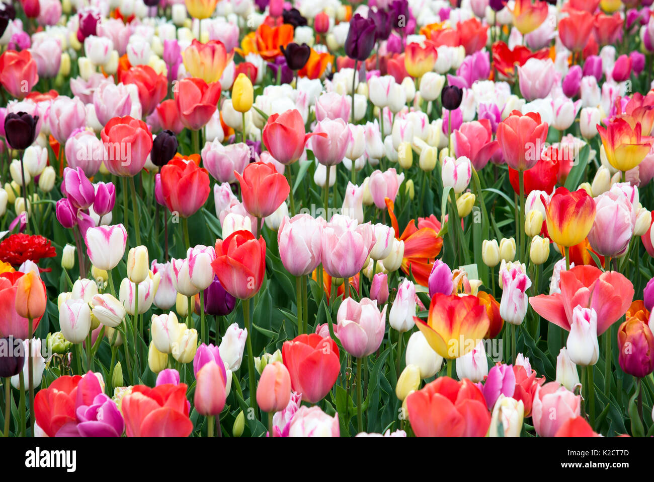 Fleurs à keukenhof park en Pays-Bas, europe. Banque D'Images