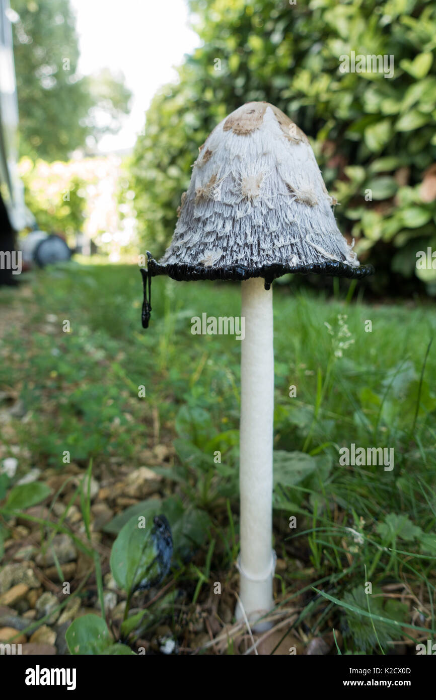 Shaggy, Cap d'encre perruque perruque Juges, avocats, Coprinus comatus dans c'est l'étape de décomposition montrant l'encre qui s'écoule de l'application de la pac à déliquescence. Banque D'Images