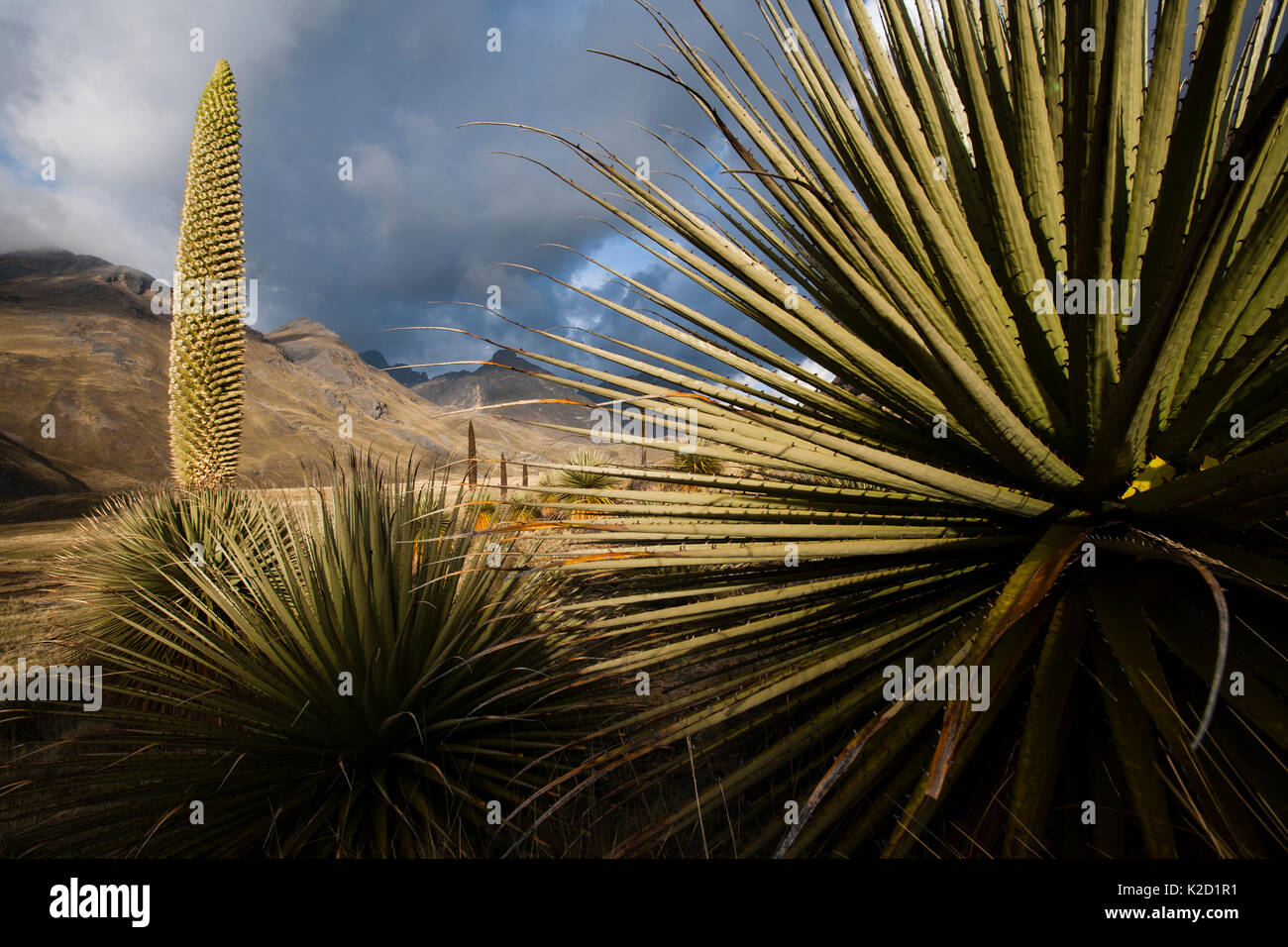Plantes Des Andes 7 Lettres
