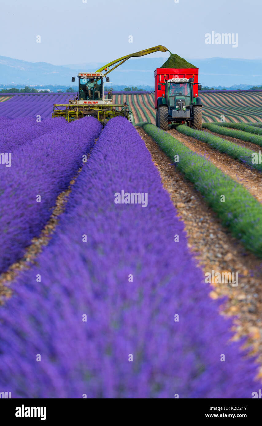 La récolte de la Lavande (Lavendula angustifolia) dans la zone, Plateau de Valensole, Alpes Haute Provence, France, juillet 2015. Banque D'Images