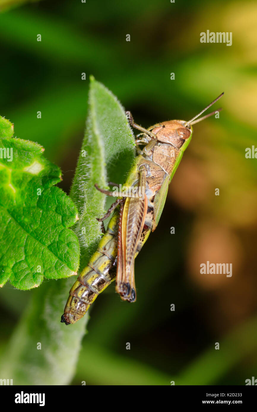 Meadow grasshopper femelle, Chorthippus parallelus, dans une réserve naturelle de Plymouth Banque D'Images