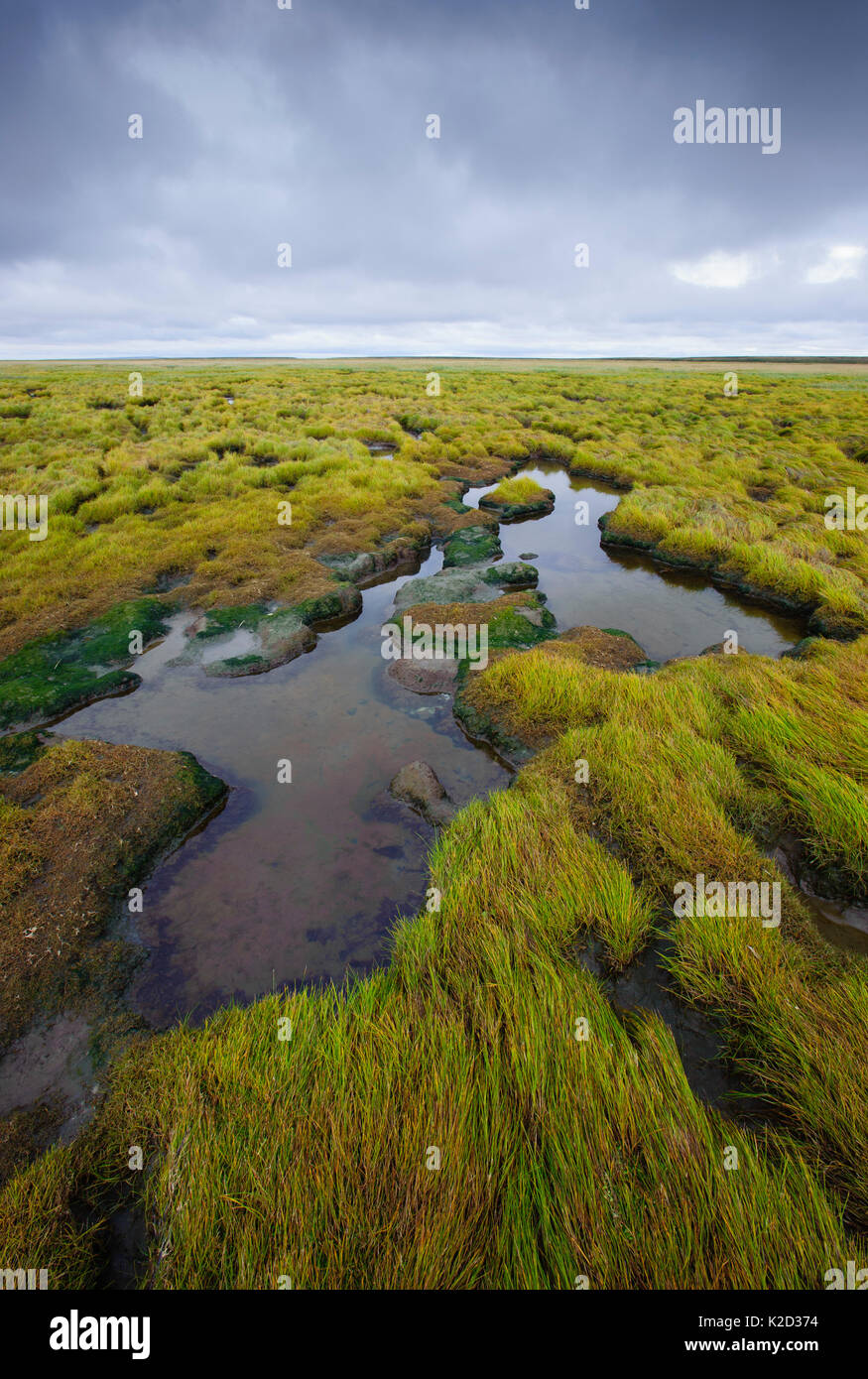 Bord de la toundra de marée à l'intérieur des terres à partir de la mer de Béring. Yukon Delta National Wildlife Refuge, en Alaska, aux États-Unis. Septembre. Banque D'Images