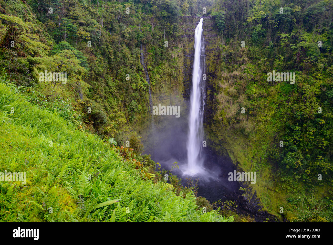 Akaka falls (422 pieds) entouré de végétation, (dont une grande partie est non autochtone) Akaka Falls State Park, New York. Banque D'Images