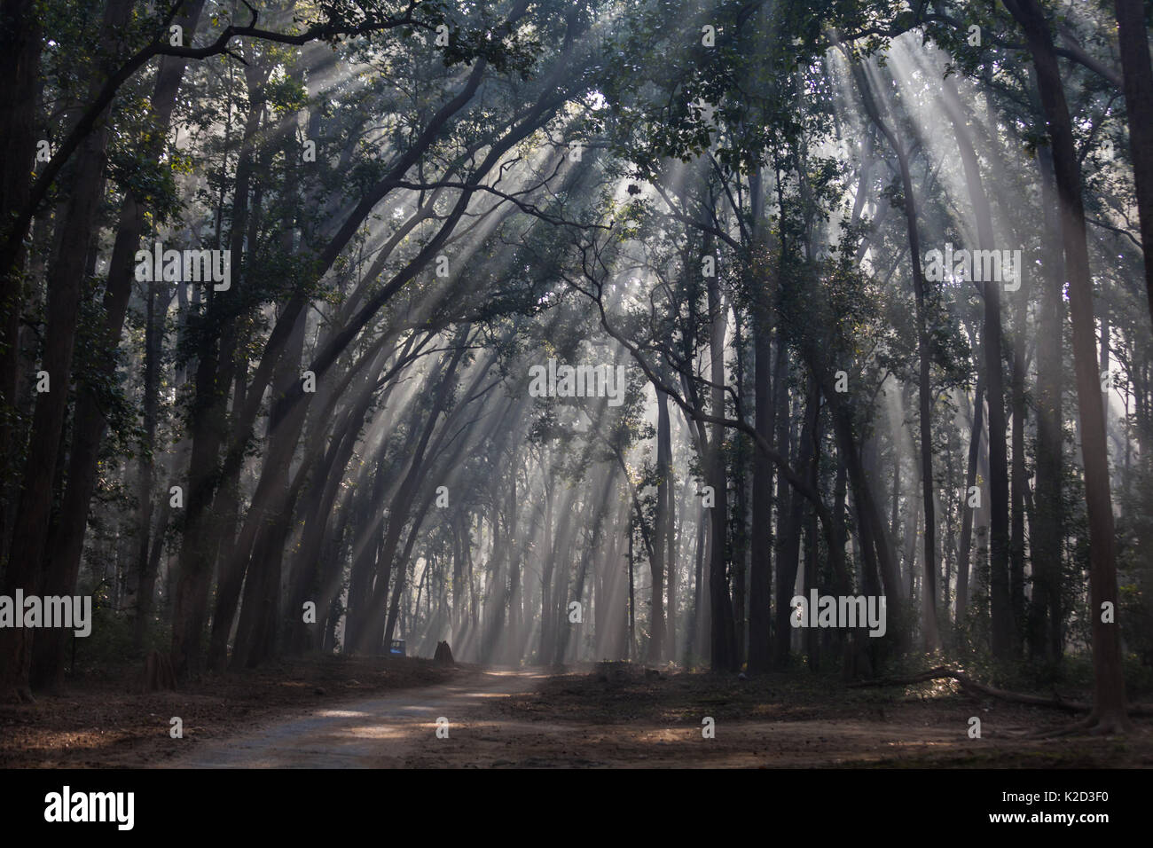 Jungle safari dans matin brumeux à Jim Corbett National Park, Uttarakhand, Inde. Banque D'Images